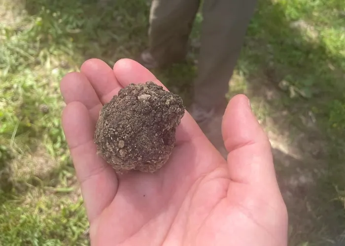 Modern Croatian House *